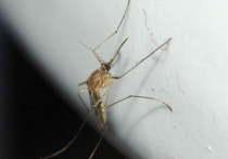 Пока в Африке свирепствует Эбола, Японии угрожает лихорадка денге