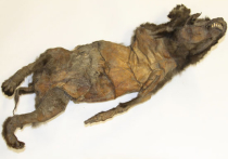 Найденная три года назад в Якутии мумия мамонта оказалась собакой 