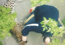 Зооад  на улице  Зорге:  леопардиха Лина вольготно чувствовала себя  в обычном московском дворе 