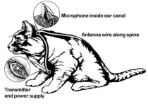 Лайфхак: как при помощи соседского кота можно взломать соседский же Wi-Fi
