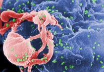 Медики впервые смогли удалить ВИЧ из самой ДНК