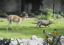 Почему в Московском зоопарке ламы сожительствуют с капибарами