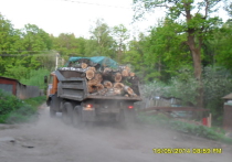 В Зеленом городе вырубили лес на 20 миллионов рублей, но стражи порядка не могут установить данный факт