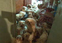 Москвичка держала в квартире более 200 собак