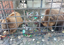Сочинские медведи, которых мучили в ресторане, могут остаться жить в подмосковном приюте