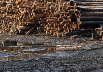 Комитет лесного хозяйства Подмосковья: «Сжигание порубочных остатков в МО не может быть причиной появления запаха гари в Москве»