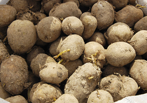 Генетики получили картофель, который уничтожает колорадских жуков
