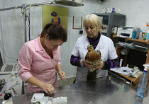 В Москве поймали редкую птицу - глухаря