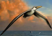 Обнаружены останки самой крупной из всех птиц в истории Земли