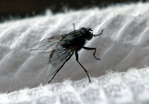 Спасать сочинский самшит будут с помощью китайской мухи