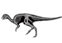 Российские ученые открыли новые виды динозавров 