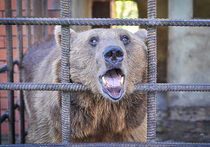 Медведей в Сочи убивают пивом