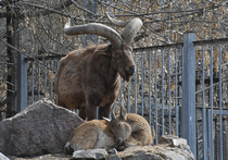 Символ года в Московском зоопарке каждый день занимается скалолазанием