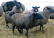 Россельхознадзор, испугавшись лихорадки овец, запретил ввоз итальянского мяса
