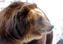 В России боятся селфи из-за вшей, в США объявили войну "себяшкам" с медведями