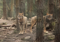 Волков запретили отлавливать петлями в местах обитания снежных барсов
