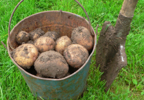  Как сажать картошку по-деревенски: советы бывалых
