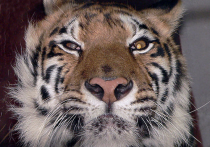 Амурский тигр Устин сбежал в Китай вслед за путинским протеже Кузей