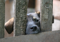 В Москве стали выделять меньше средств на бездомных собак в приютах