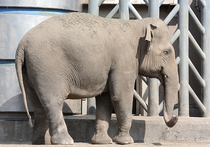 В Московском зоопарке вышли из зимней «спячки» слоны