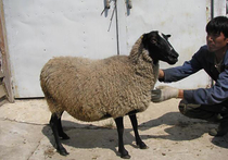 В Подольске вывели  еще одну овцу