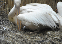 В Московском зоопарке родился черный пеликан