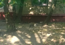 В московских дворах начали пастись леопарды