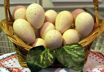 Россия ограничила ввоз кур и яиц из ряда регионов Германии из-за птичьего гриппа