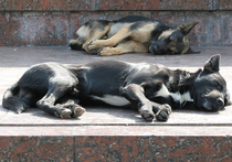 В Москве вдвое уменьшилось количество случаев бешенства у животных