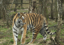 Выпущенный Путиным на волю тигр Кузя вернулся в Россию из Китая