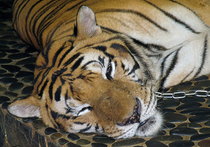 У калининградской тигрицы Тани, которая лепит снежки, появились последователи
