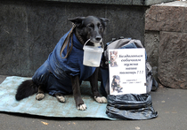 В Москве могут установить памятник бездомной собаке, просящей милостыню