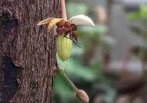 Шоколадное дерево в Ботаническом саду начало плодоносить