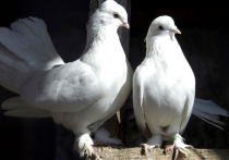 Российским заключенным разрешили разводить голубей