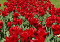 В Кремле и Александровском саду высадят почти 140 тысяч тюльпанов 