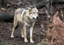 Наркоторговцы в Москве заставили волка охранять тайник с таджикским героином
