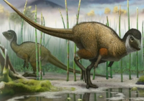 В Забайкалье найдены останки мелких пернатых динозавров юрского периода