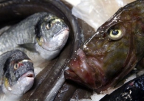 Норвежские ученые научились превращать отходы электростанций в рыбий жир