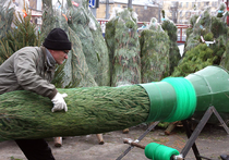 Москвичи, задержанные за похищение елок, признались: хотели создать себе новогоднее настроение