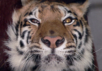 Близ парижского Диснейленда ищут живого тигра