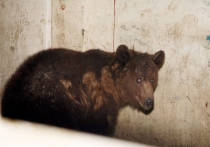  Медведь покалечил ребенка на базе отдыха под Ростовом