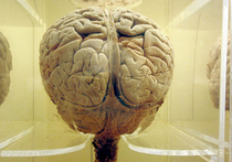 В США украли сотню мозгов, но больше $100 за них никто не даст