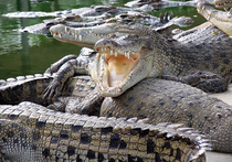 Жертвами подмешанной в пиво желчи крокодила стали более 70 жителей Мозамбика