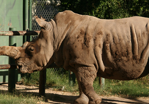 В Америке умер последний на планете самец северного белого носорога: остался южный белый носорог