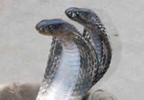 В Подмосковье кобра ужалила хозяина: что делать в случае укуса змеи