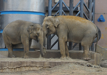Как встречают «пору любви» жители  Московского зоопарка