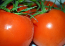 Бакинские помидоры скоро можно будет купить в Москве по цене отечественных?