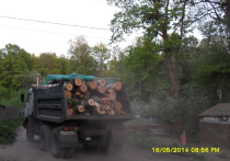 В нижегородском Зеленом городе уничтожается лес