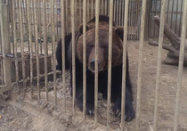 Добровольцы вывезли с Донбасса в Россию бесхозного медведя