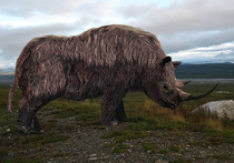 В Якутии нашли детеныша  шерстистого носорога - это первый случай  в мире